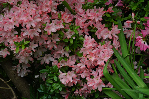 DSC00002.jpg