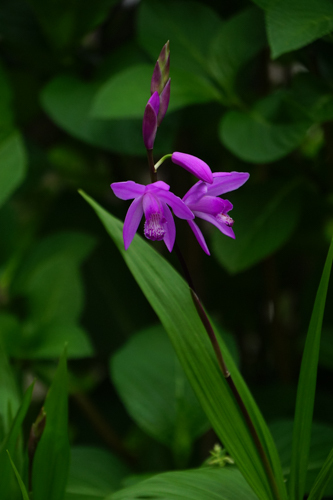 DSC00003.jpg