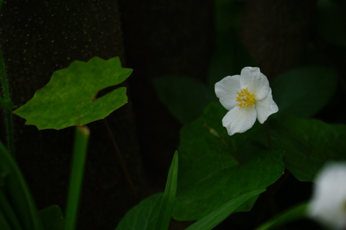 DSC00009.jpg