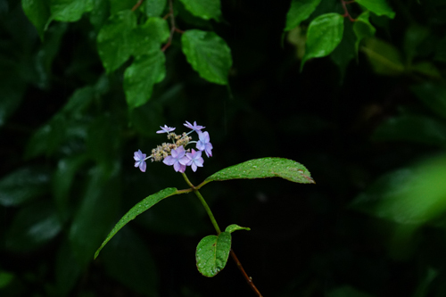 DSC00302.jpg