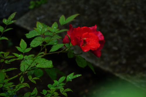 DSC00303.jpg