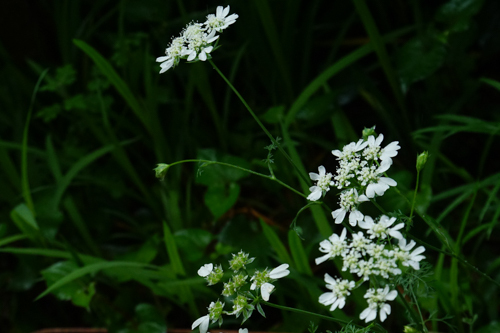 DSC00305.jpg