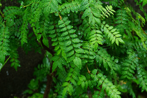 DSC00313.jpg