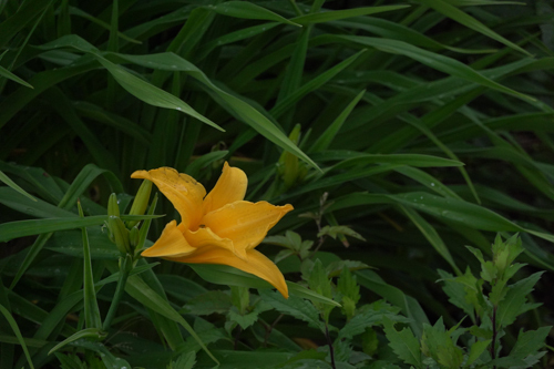 DSC00662.jpg