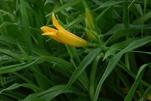DSC00665.jpg