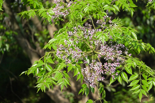 DSC00692.jpg