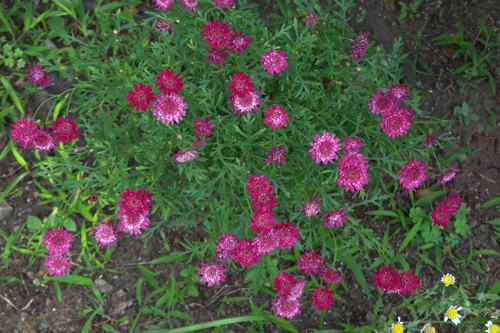 DSC00947.jpg