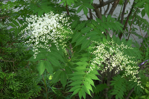DSC00962.jpg