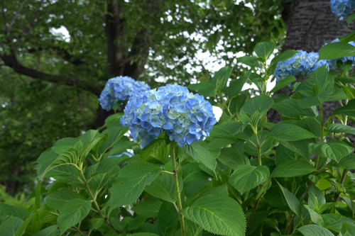 DSC00972.jpg