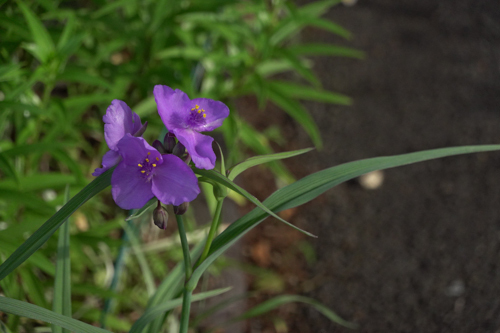 DSC00976.jpg