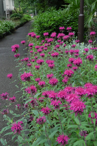 DSC01036.jpg