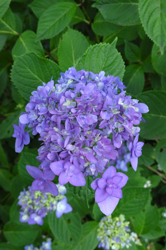 DSC01051.jpg