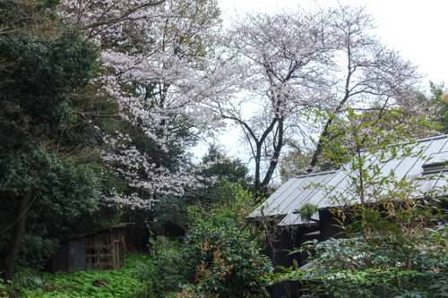 DSC01131.jpg