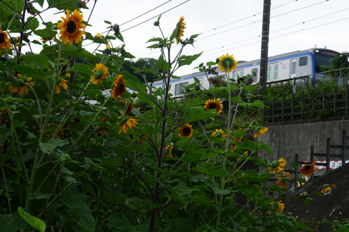 DSC01171.jpg