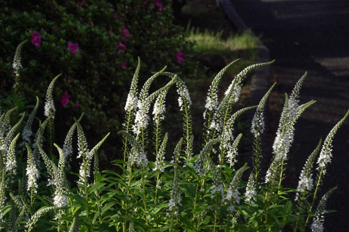 DSC01532.jpg