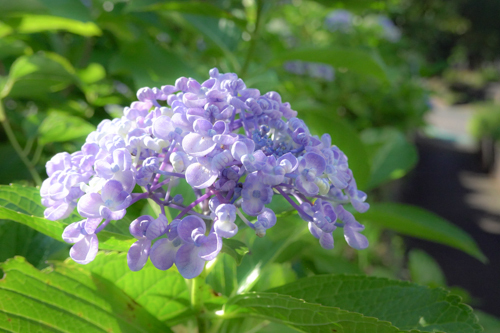 DSC01582.jpg
