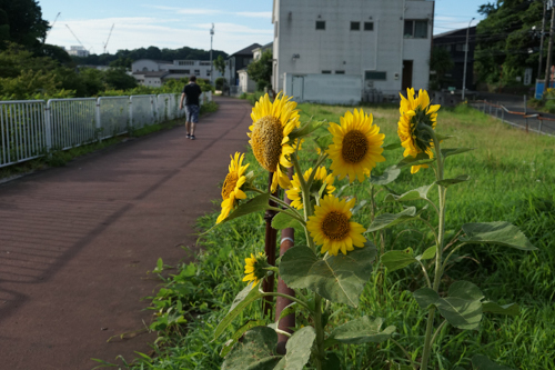 DSC01587.jpg