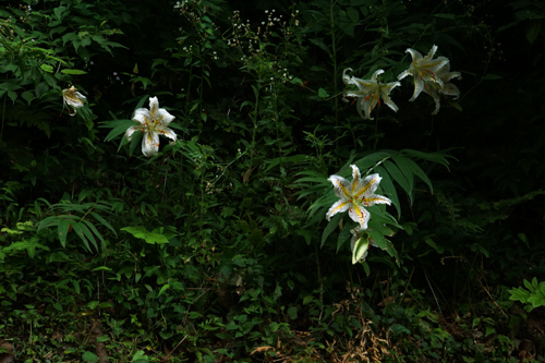 DSC01595.jpg