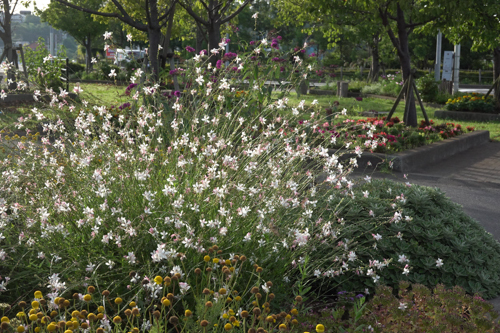 DSC01815.jpg