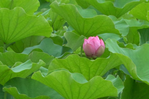 DSC02029.jpg