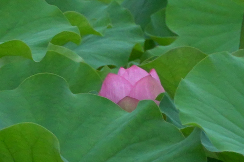 DSC02038.jpg