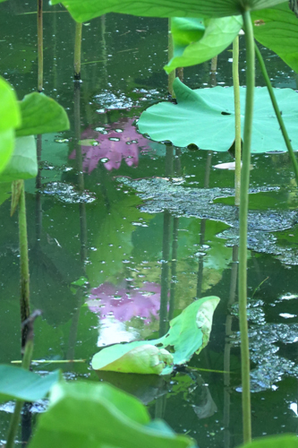 DSC02255.jpg