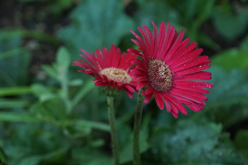 DSC02395.jpg