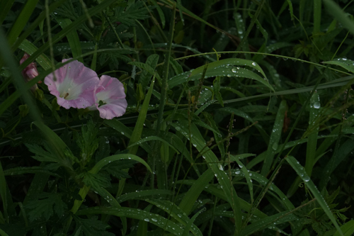 DSC02502.jpg