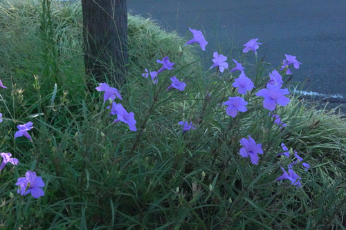 DSC03150.jpg