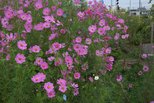 DSC03785.jpg