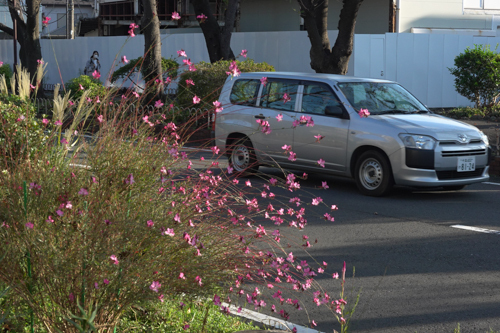 DSC03910.jpg