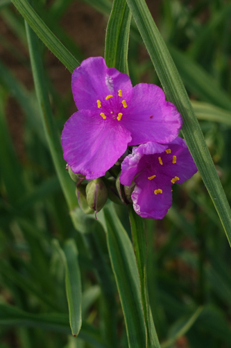 DSC04344.jpg