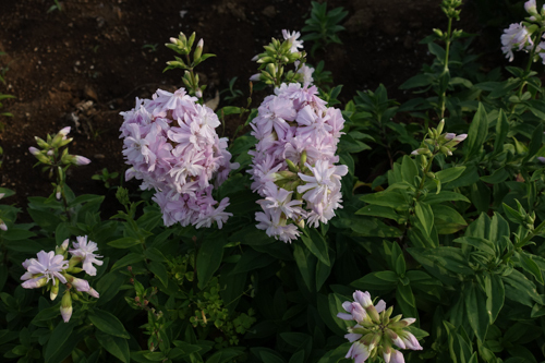 DSC04353.jpg