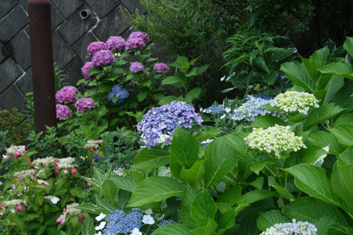 DSC05021.jpg