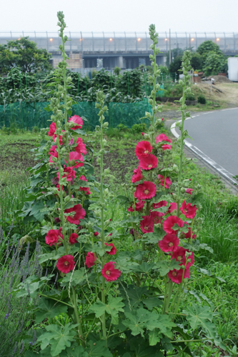 DSC05025.jpg