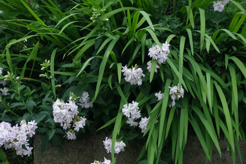 DSC05044.jpg