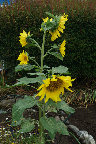 DSC05058.jpg