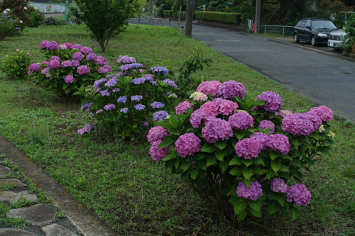 DSC05066.jpg