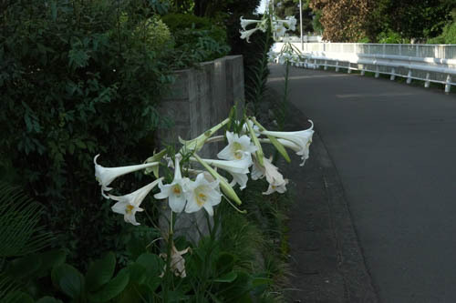 DSC06542.jpg