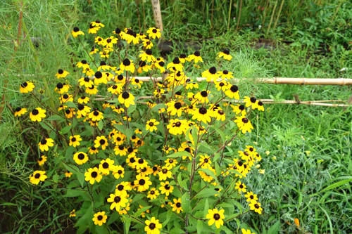 DSC06771.jpg