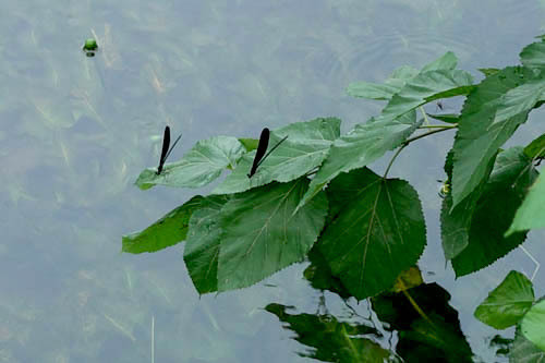 DSC06774.jpg