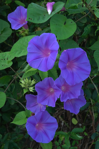 DSC06978.jpg