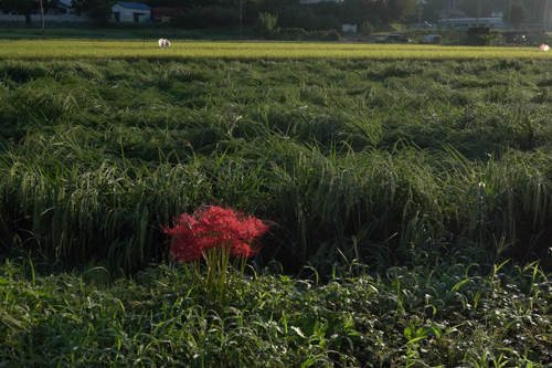 DSC06986.jpg