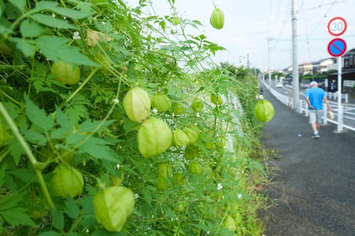 DSC06998.jpg