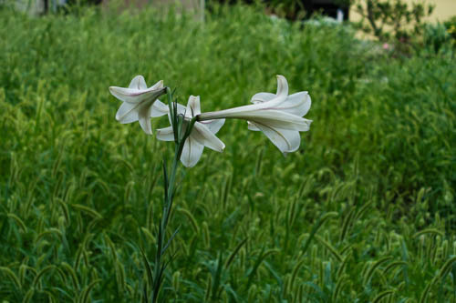 DSC07027.jpg