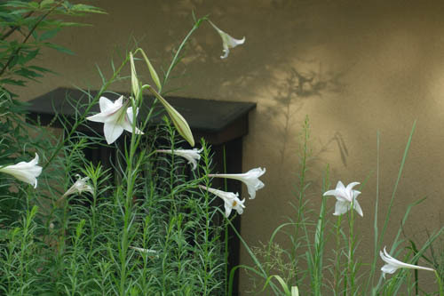 DSC07071.jpg