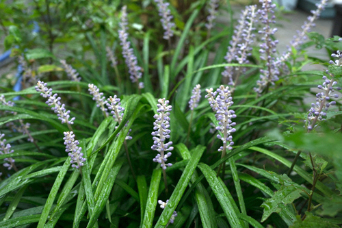 DSC07233.jpg