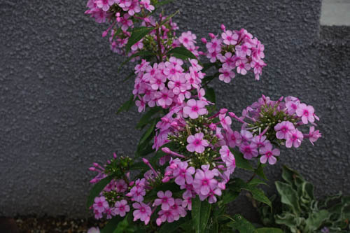 DSC07546.jpg