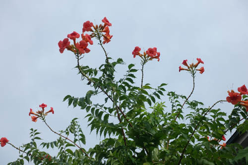 DSC07547.jpg