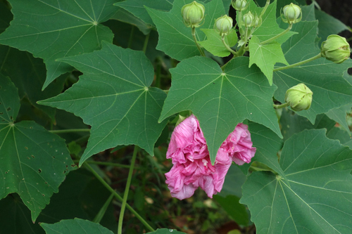 DSC07784.jpg